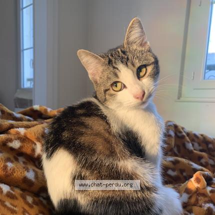 Photo de chat perdu à Cogles
