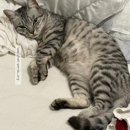 Photo 2/2 Chat retrouvé Perdu à Eaubonne