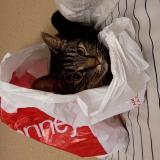 Photo de chat perdu à Shreveport