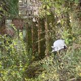 Photo de chat perdu à Monroeville