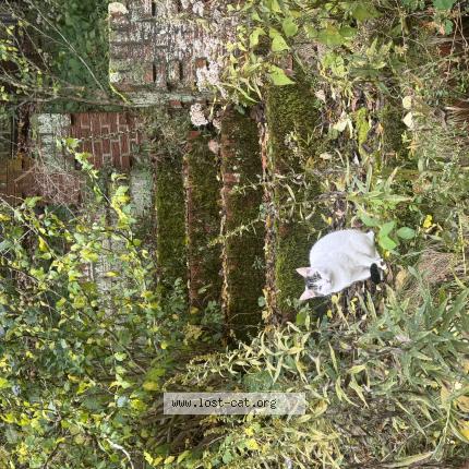 Photo 1/1 Billie Chat perdu à Monroeville