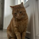 Photo de chat perdu à Vienne