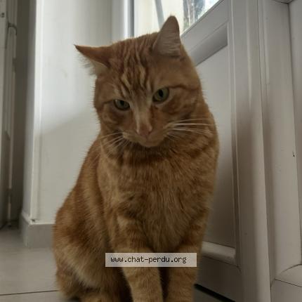 Photo 1/1 Lucky Chat perdu à Vienne