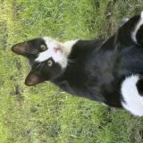 Photo de chat perdu à Budos