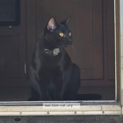 Photo 1/1 Stormy Chat perdu à Auburn