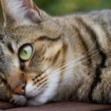 Photo de chat perdu à St Paul Sans Souci