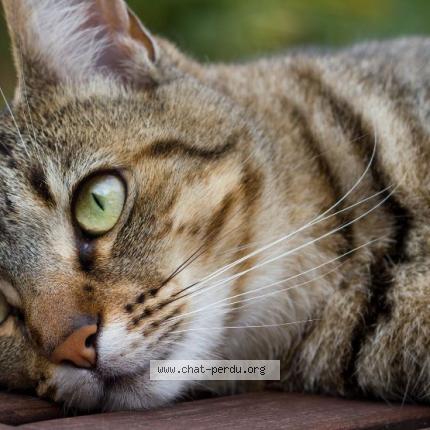 Photo 1/1 NOISETTE Chat perdu à St paul sans souci