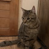 Photo de chat trouvé à Paris