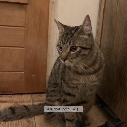 Photo 1/1 Chat trouvé Trouvé à Paris