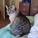 Photo de chat perdu à Santa Rosa