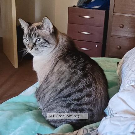 Photo 1/1 Mimi Chat perdu à Santa rosa