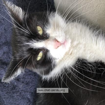 Photo 1/1 Rubby Chat perdu à Harnes