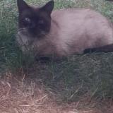 Photo de chat trouvé à Reims