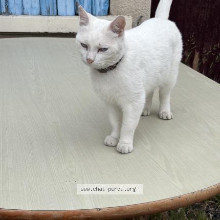 Photo 1/1 casper Chat perdu à Brignais