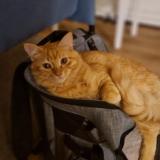 Photo de chat perdu à Toulouse