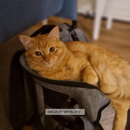 Photo de chat perdu à Toulouse
