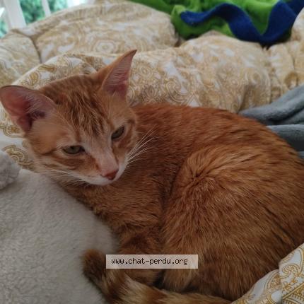 Photo 1/1 Minou Chat perdu à Riom