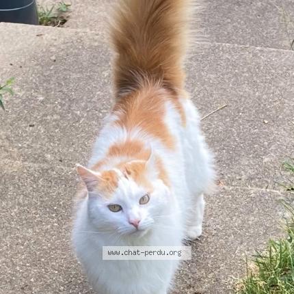 Photo 1/1 Chatou Chat perdu à Le grand luce