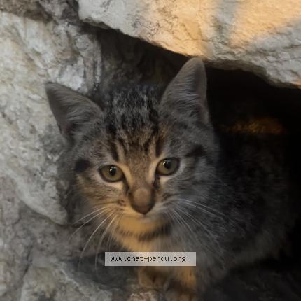 Photo 1/1 Chat trouvé Trouvé à Bourg en bresse