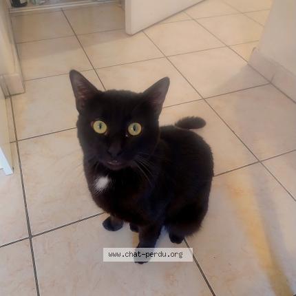 Photo 1/1 Filou Chat perdu à Lyon