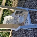 Photo de chat perdu à Pace