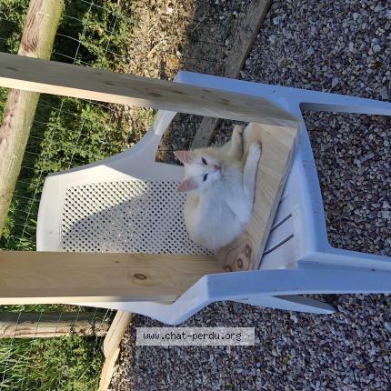 Photo 1/1 Riverdale Chat perdu à Pace