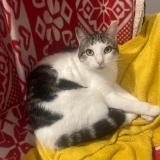 Photo de chat perdu à Mercurol Veaunes