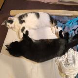 Photo de chat perdu à Bas Et Lezat