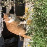 Photo de chat perdu à Nemours