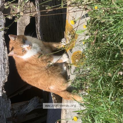 Photo de chat perdu à Nemours