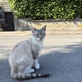 Photo de chat perdu à Noisy Le Sec