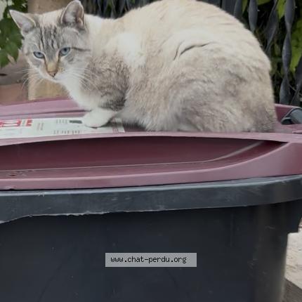 Photo 2/2 Caramel Chat perdu à Noisy le sec