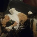 Photo de chat trouvé à Champtoceaux