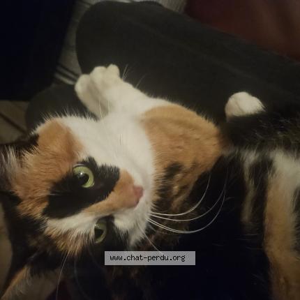 Photo 1/1 Chat trouvé Trouvé à Champtoceaux