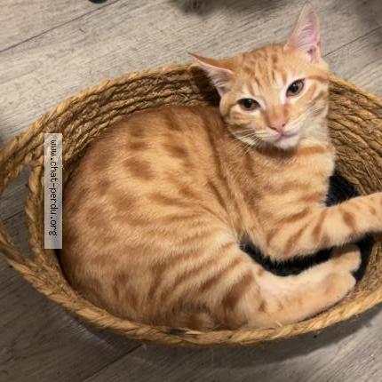 Photo 1/1 Mimi Chat perdu à Toulouse