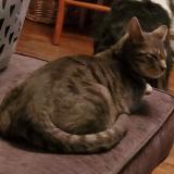 Photo de chat perdu à Brunoy