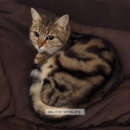 Photo 1/1 BEBESSA Chat perdu à Veaugues