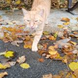 Photo de chat trouvé à Avon