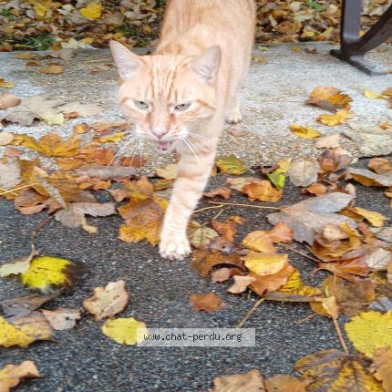 Photo 1/1 Chat trouvé Trouvé à Avon