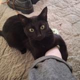 Photo de chat perdu à Le Coudray