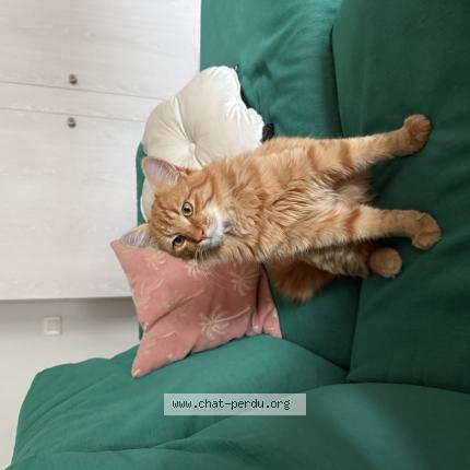 Photo 1/1 Doudou Chat perdu à Hossegor