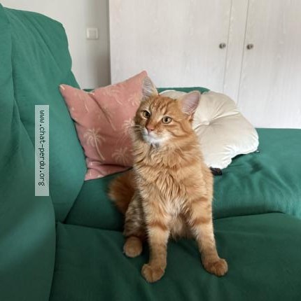 Photo 1/1 Doudou Chat perdu à Hossegor