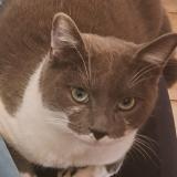 Photo de chat perdu à Aubiere