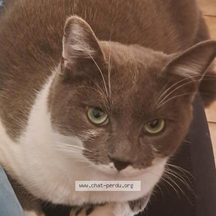 Photo 1/1 Chat retrouvé Perdu à Aubiere