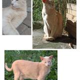 Photo de chat perdu à La Garenne Colombes