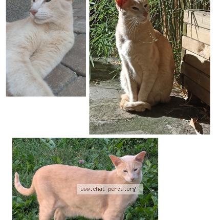 Photo 1/1 Chat retrouvé Perdu à La Garenne Colombes