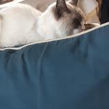 Photo de chat trouvé à Nerac