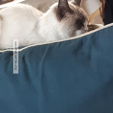 Photo 1/1 Chat trouvé Trouvé à Nerac