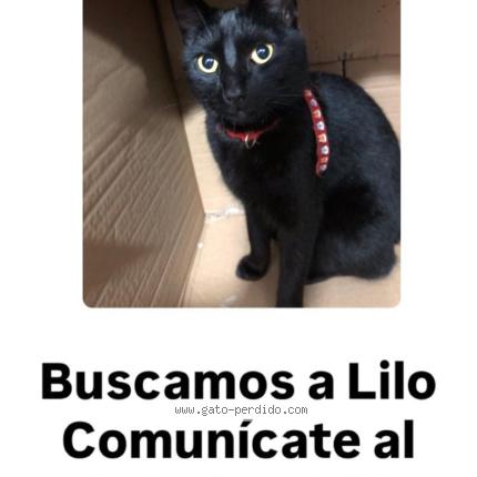 Photo 1/1 lilo Chat perdu à Caba