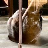 Photo de chat trouvé à Paris